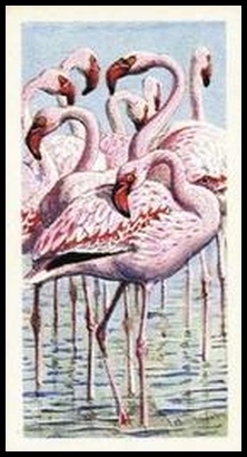 7 Lesser Flamingo